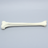Tibia, Solid Foam, Right, Large