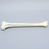 Tibia, Solid Foam, Right, Large