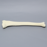 Tibia with 12.5mm Canal, Solid Foam, Left, Large