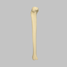 Tibia with 12.7 mm Canal, Solid Foam, Left, Large