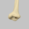 Tibia with 12.7 mm Canal, Solid Foam, Left, Large