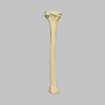 Tibia with 12.7 mm Canal, Solid Foam, Left, Large