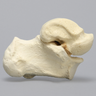 Talus and Calcaneus, Talocalcaneal Joint, Solid Foam