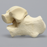 Talus and Calcaneus, Talocalcaneal Joint, Solid Foam
