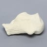 Calcaneus, Foam Cortical, Left