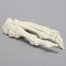 Forefoot with Articulation at the Interphalangeal Joint, Solid Foam, Left