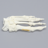 Foot with Chevron Cut and Articulation, Solid Foam, Left