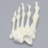 Foot with Chevron Cut and Articulation, Solid Foam, Left