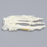 Foot with Chevron Cut and Articulation, Solid Foam, Left