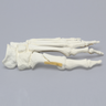 Foot with Chevron Cut and Articulation, Solid Foam, Left