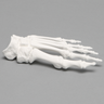 Forefoot, Solid White Plastic, Left, Large