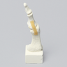 Metatarsal with Articulation, Solid Foam, Left