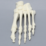 Forefoot, Solid Foam, Left, Large