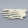 Forefoot, Solid Foam, Left, Large