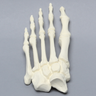 Forefoot, Solid Foam, Left, Large