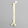 Femur with Average Asian Anatomical Attributes, Foam Cortical Shell, Left