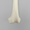 Femur with Average Asian Anatomical Attributes, Foam Cortical Shell, Left