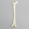 Femur with Average Asian Anatomical Attributes, Foam Cortical Shell, Left
