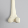 Femur with Average Asian Anatomical Attributes, Foam Cortical Shell, Left