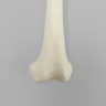 Femur with Average Asian Anatomical Attributes, Foam Cortical Shell, Left