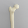 Femur with Average Asian Anatomical Attributes, Foam Cortical Shell, Left