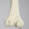 Femur with Revision Cuts, Foam Cortical, Left