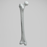 Femur, Radiopaque, Left, Medium