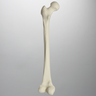 Femur with Light Density Cancellous