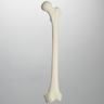 Femur with Light Density Cancellous