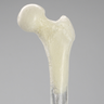 Femur with 9 mm Canal, Transparent, Left, Small