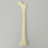 Femur with Defined Distal Growth Plate