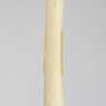 Femur with Transverse Fracture, Foam Cortical, Left, Small