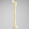 Femur with Transverse Fracture, Foam Cortical, Left, Small
