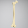 Femur with Transverse Fracture, Foam Cortical, Left, Small