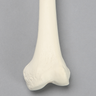 Femur, 9.5 mm Canal, Foam Cortical, Left, Small