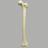 Femur, 12.7 mm Canal, Foam Cortical, Left, Medium