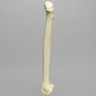 Femur, 12.7 mm Canal, Foam Cortical, Left, Medium
