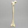 Femur, 12.7 mm Canal, Foam Cortical, Left, Medium