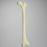 Femur, 10 Degree Distal Valgus Deformity, Foam Cortical, Left