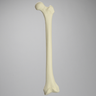 Femur, 10 Degree Distal Valgus Deformity, Foam Cortical, Left