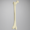 Femur, 10 Degree Distal Valgus Deformity, Foam Cortical, Left