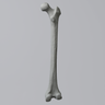 Femur, Radiopaque, Right, Medium