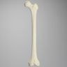 Femur for IM Nail with 15 mm, Foam Cortical, Left, Medium