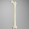 Femur for IM Nail with 15 mm, Foam Cortical, Left, Medium