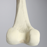 Femur, Foam Cortical, Left, Medium