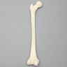 Femur, 9.5 mm Canal, Solid Foam, Left, Small