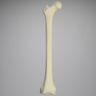 Femur, 15 mm Canal, Solid Foam, Right, Medium