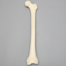 Femur, 15 mm Canal, Solid Foam, Left, Medium