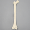 Femur, 15 mm Canal, Solid Foam, Left, Medium