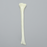 Tibia with Average Asian Attributes, Foam Cortical Shell